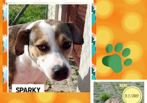 Meet Sparky - Looking for His Forever Home