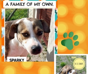 Meet Sparky - Looking for His Forever Home