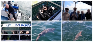 Daily Blog: 18 August 2025 | Shark Cage Diving in South Africa