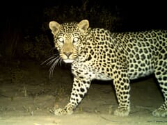 Young leopard dies after being caught in gin traps