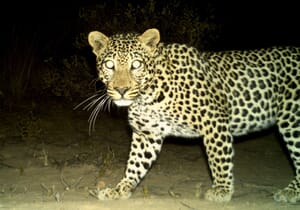 Young leopard dies after being caught in gin traps