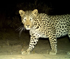 Young leopard dies after being caught in gin traps