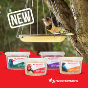 Winter Bird Feeding Tips and Suet for Fiery-Necked Nightjars