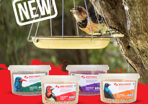 Winter Bird Feeding Tips and Suet for Fiery-Necked Nightjars