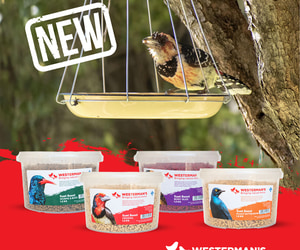 Winter Bird Feeding Tips and Suet for Fiery-Necked Nightjars