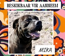 Meet MIKA - Ready for a Loving Forever Home