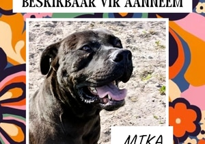 Meet MIKA - Ready for a Loving Forever Home
