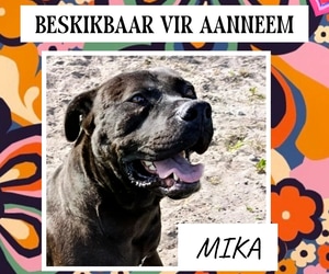Meet MIKA - Ready for a Loving Forever Home