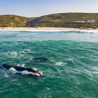 Whales - Lekkerwater - Xplorio™ Swellendam