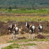 Bontebok - Lekkerwater - Xplorio™ Swellendam