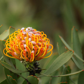 Flora - Lekkerwater - Xplorio™ Swellendam