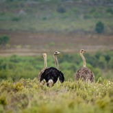 Ostrich - Lekkerwater - Xplorio™ Swellendam
