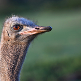 Ostrich - Lekkerwater - Xplorio™ Swellendam