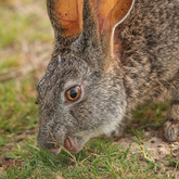 Wild Life - Lekkerwater - Xplorio™ Swellendam