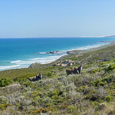 Eland - Lekkerwater - Xplorio™ Swellendam