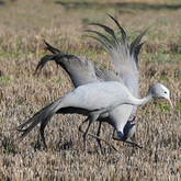 Blue Crane - Lekkerwater - Xplorio™ Swellendam