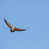 Cape Vulture - Lekkerwater - Xplorio™ Swellendam