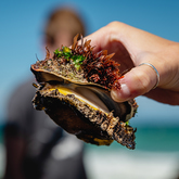 Marine Walk - Lekkerwater - Xplorio™ Swellendam