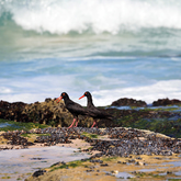 Oystercatcher - Lekkerwater - Xplorio™ Swellendam