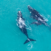 Whales - Lekkerwater - Xplorio™ Swellendam