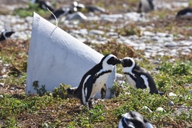 Sponsor a Penguin Nest for R500