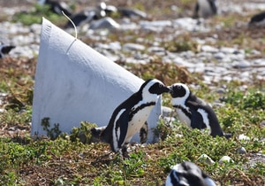 Sponsor a Penguin Nest for R500