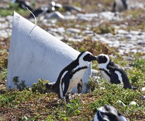 Sponsor a Penguin Nest for R500