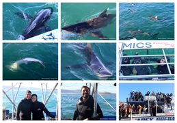 Daily Blog: 25 August 2025 | Shark Cage Diving in South Africa