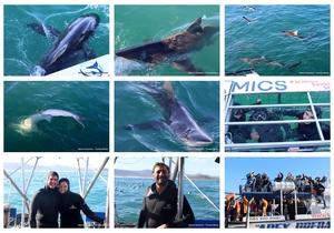 Daily Blog: 25 August 2025 | Shark Cage Diving in South Africa