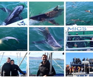 Daily Blog: 25 August 2025 | Shark Cage Diving in South Africa