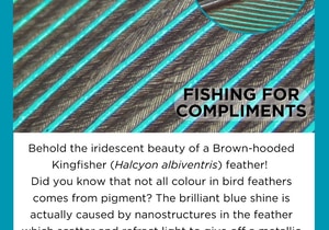 Grootbos Foundation Entomology