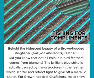 Grootbos Foundation Entomology