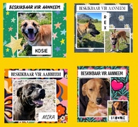 Adopt a Dog at BARC Animal Welfare