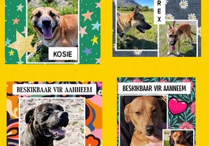 Adopt a Dog at BARC Animal Welfare