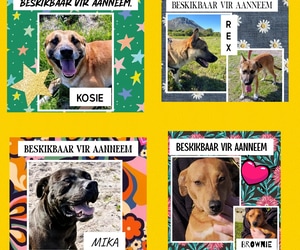 Adopt a Dog at BARC Animal Welfare