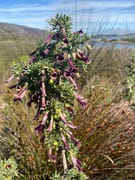 Wildflower Wonders of the Overberg