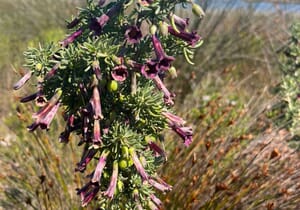 Wildflower Wonders of the Overberg