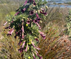 Wildflower Wonders of the Overberg