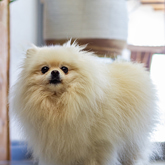 Yoggi - Miskey's - Xplorio™ Bredasdorp