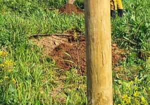 The Backbone of the Vineyard