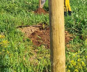 The Backbone of the Vineyard