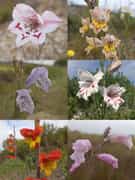 Beautiful Gladiolus Flowers