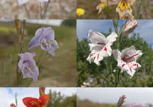 Beautiful Gladiolus Flowers