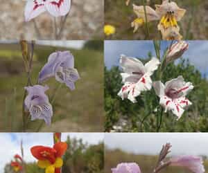 Beautiful Gladiolus Flowers