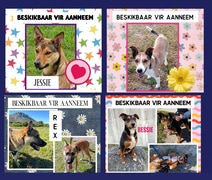 Meet Your New Best Friend!