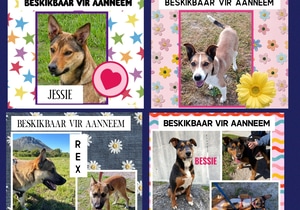 Meet Your New Best Friend!