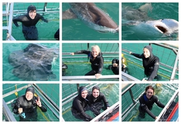 Daily Blog: 12 September 2025 | Shark Cage Diving in South Africa