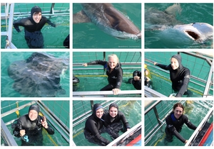 Daily Blog: 12 September 2025 | Shark Cage Diving in South Africa