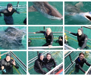 Daily Blog: 12 September 2025 | Shark Cage Diving in South Africa