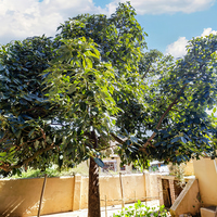 Avo Tree - Victoria Dienssentrum vir Bejaardes - Xplorio™ Greyton / Genadendal